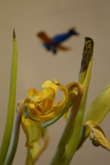 Yellow tulips with blue plane