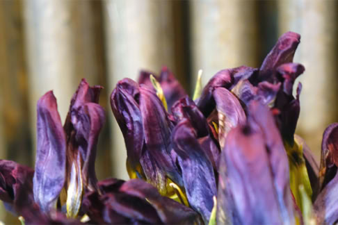 violet tulips