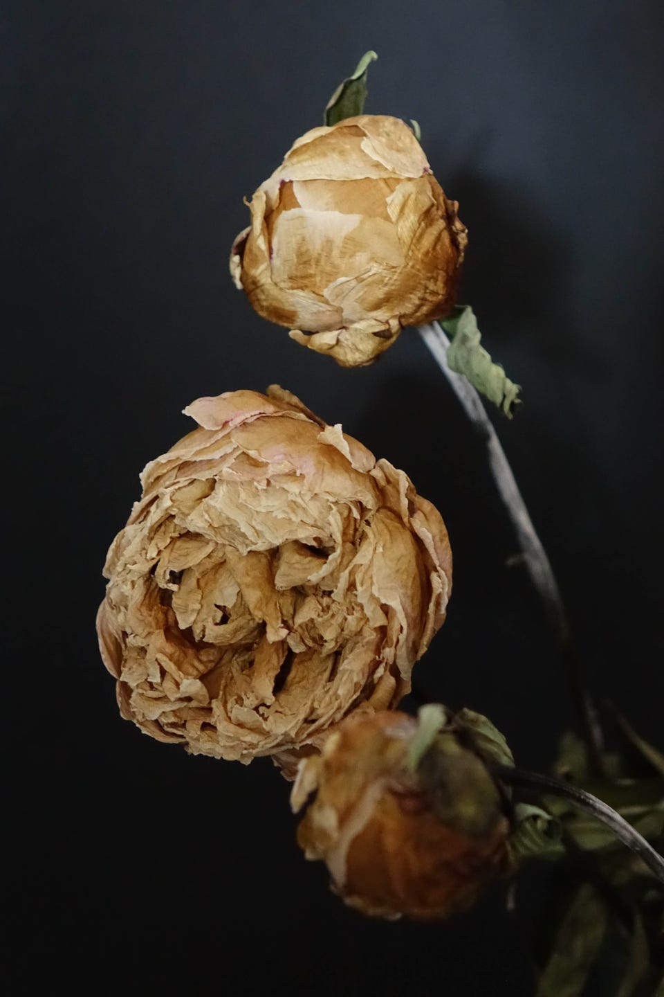 wilted peonies